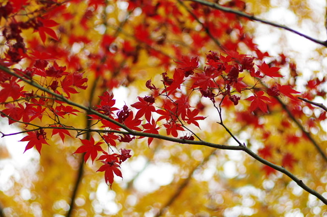 f:id:pentax-ricoh:20200521232810j:plain