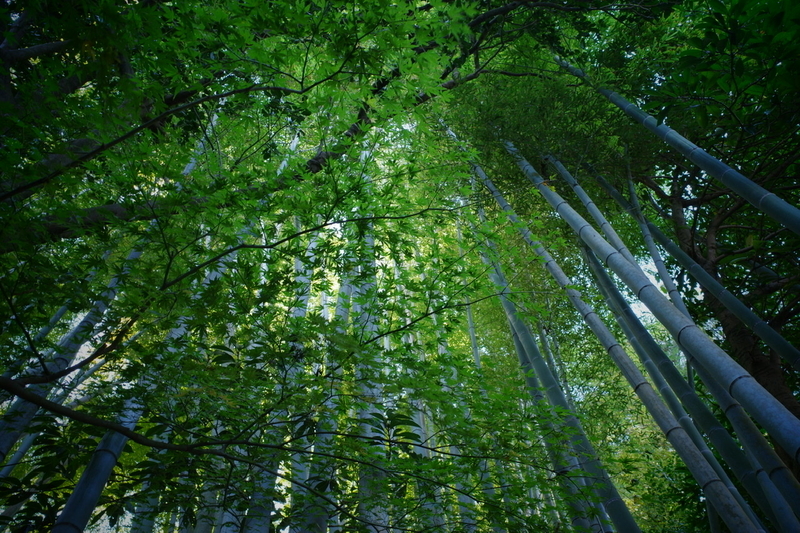 f:id:pentax-ricoh:20210410161632j:plain