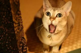 f:id:pentaxx:19800101000048j:image