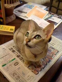 f:id:pentaxx:20101118210032j:image