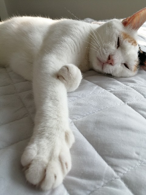 f:id:penyu-penyu:20190926190925j:image f:id:penyu-penyu:20190926190925j:image