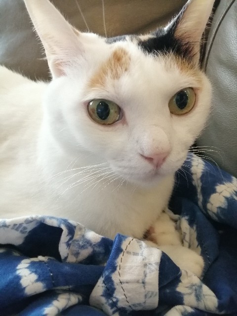 f:id:penyu-penyu:20190926191023j:image f:id:penyu-penyu:20190926191023j:image
