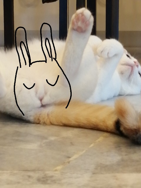f:id:penyu-penyu:20190926191715j:image f:id:penyu-penyu:20190926191715j:image