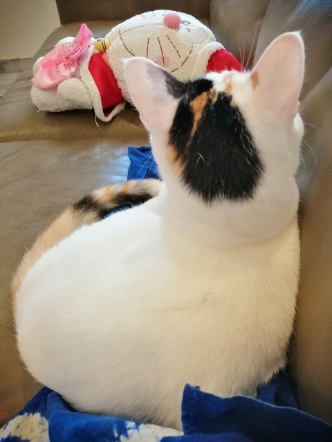 f:id:penyu-penyu:20190927230338j:image f:id:penyu-penyu:20190927230338j:image
