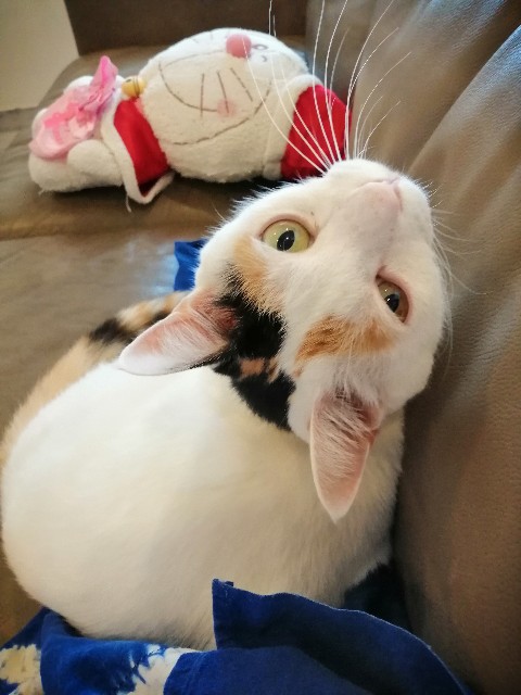f:id:penyu-penyu:20190927230451j:image f:id:penyu-penyu:20190927230451j:image