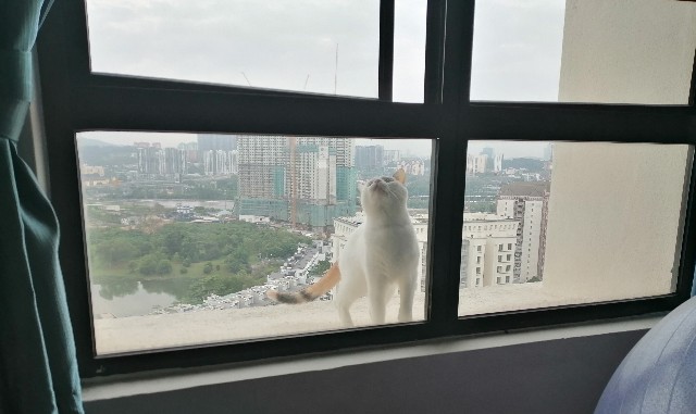 f:id:penyu-penyu:20191002172021j:image f:id:penyu-penyu:20191002172021j:image