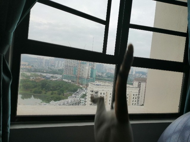 f:id:penyu-penyu:20191002172134j:image f:id:penyu-penyu:20191002172134j:image