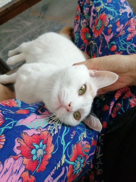 f:id:penyu-penyu:20191002172412j:image f:id:penyu-penyu:20191002172412j:image