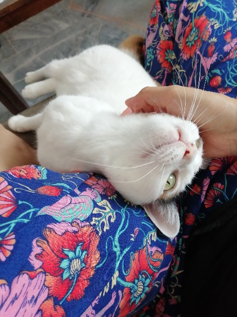 f:id:penyu-penyu:20191002172426j:image f:id:penyu-penyu:20191002172426j:image