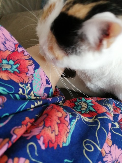 f:id:penyu-penyu:20191002172446j:image f:id:penyu-penyu:20191002172446j:image