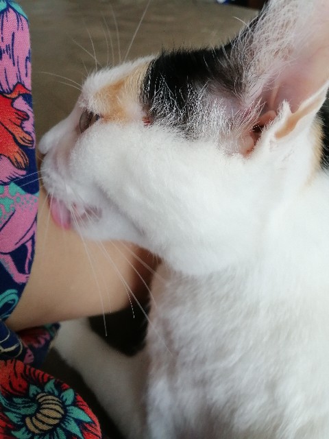 f:id:penyu-penyu:20191002172458j:image f:id:penyu-penyu:20191002172458j:image