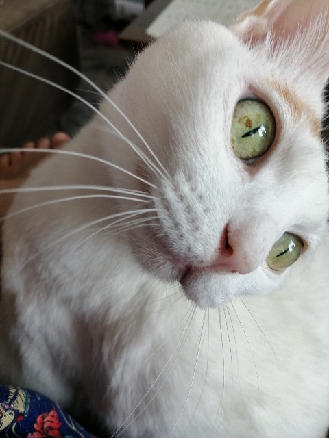 f:id:penyu-penyu:20191002172542j:image f:id:penyu-penyu:20191002172542j:image
