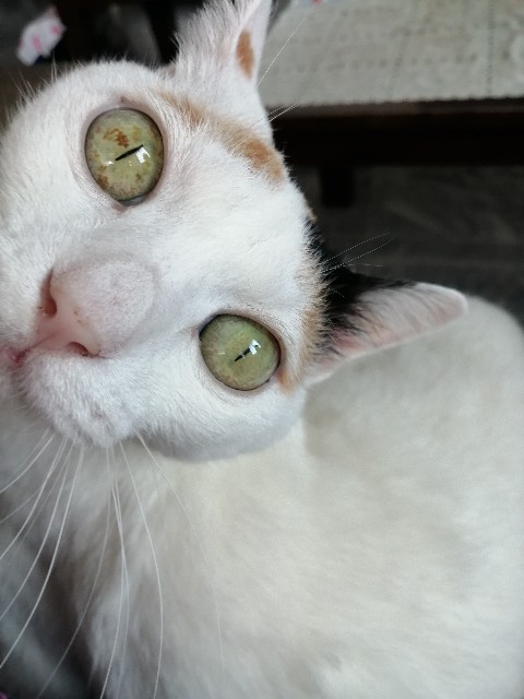 f:id:penyu-penyu:20191002172618j:image f:id:penyu-penyu:20191002172618j:image