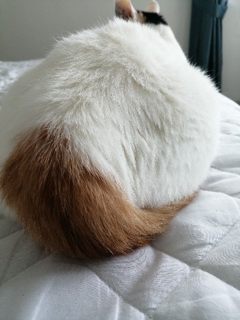 f:id:penyu-penyu:20191002172710j:image f:id:penyu-penyu:20191002172710j:image