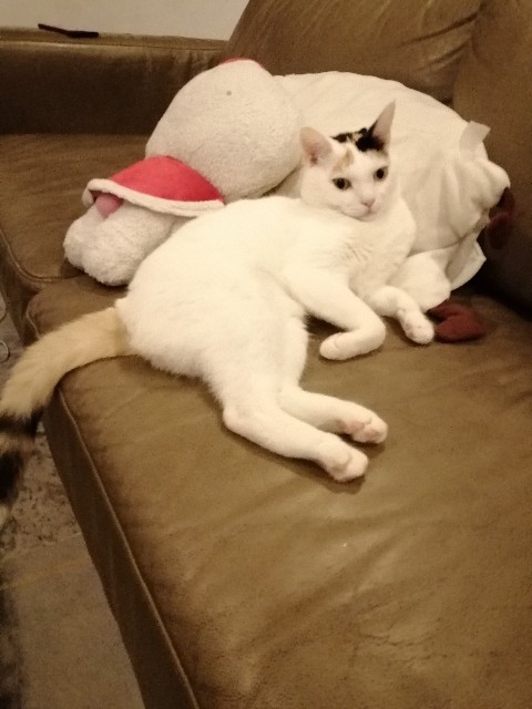 f:id:penyu-penyu:20191003230955j:image f:id:penyu-penyu:20191003230955j:image