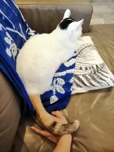 f:id:penyu-penyu:20191003231105j:image f:id:penyu-penyu:20191003231105j:image