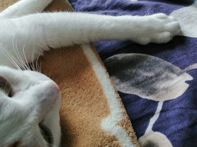 f:id:penyu-penyu:20191003231253j:image f:id:penyu-penyu:20191003231253j:image