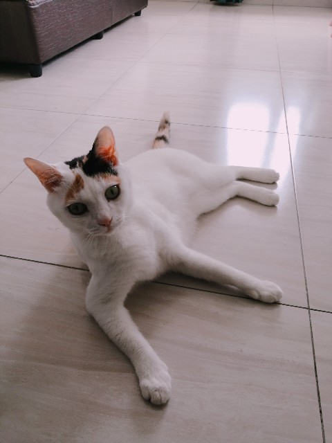 f:id:penyu-penyu:20191007212915j:image f:id:penyu-penyu:20191007212915j:image