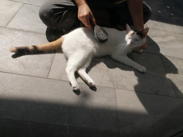 f:id:penyu-penyu:20191007213053j:image f:id:penyu-penyu:20191007213053j:image