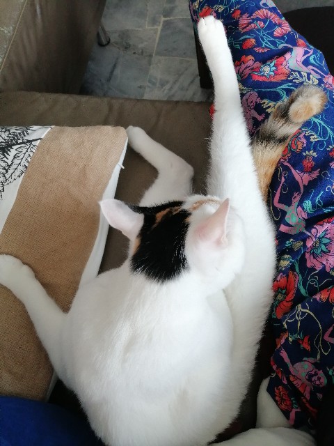 f:id:penyu-penyu:20191007213212j:image f:id:penyu-penyu:20191007213212j:image