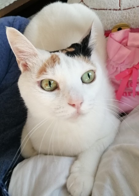 f:id:penyu-penyu:20191011164112j:image f:id:penyu-penyu:20191011164112j:image