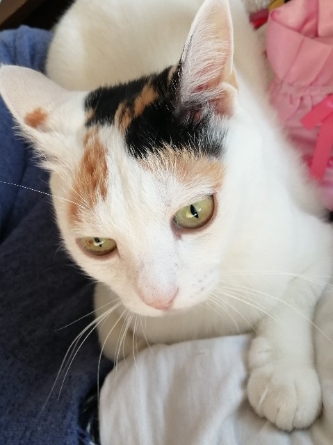 f:id:penyu-penyu:20191011164201j:image f:id:penyu-penyu:20191011164201j:image