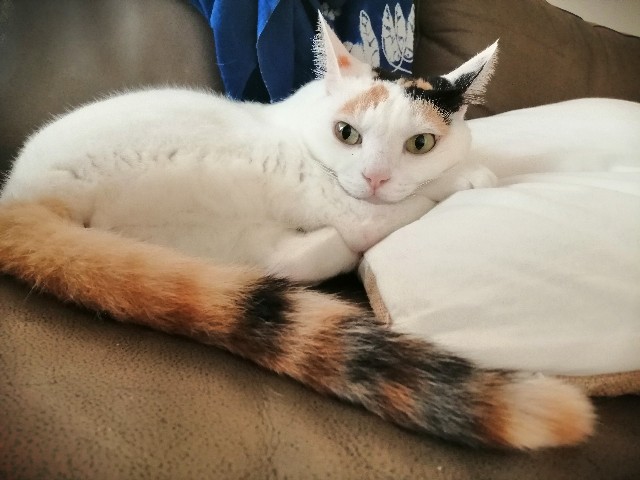 f:id:penyu-penyu:20191011164313j:image f:id:penyu-penyu:20191011164313j:image