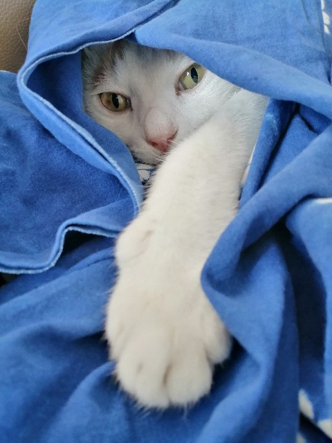 f:id:penyu-penyu:20191011164411j:image f:id:penyu-penyu:20191011164411j:image