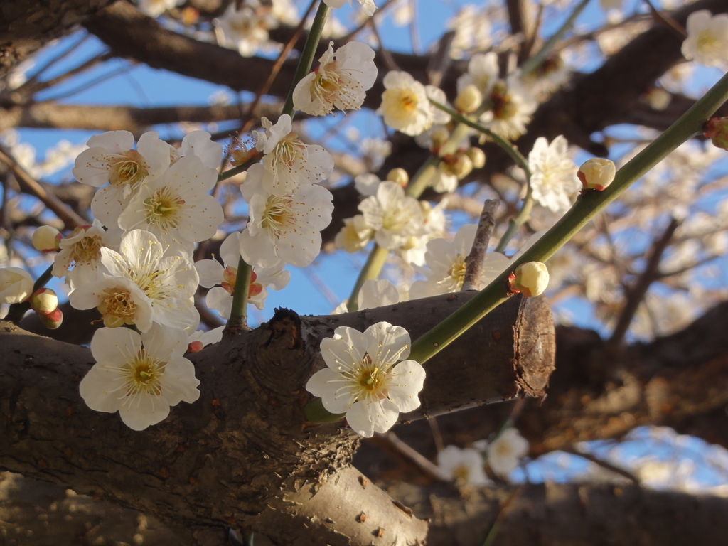 f:id:pepedro:20190309205900j:plain
