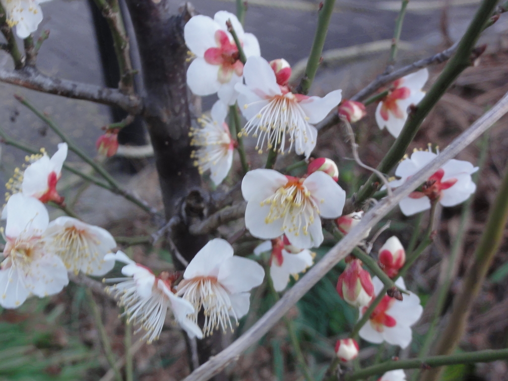 f:id:pepedro:20190310205101j:plain