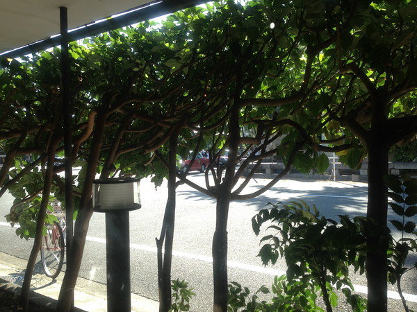 北野天満宮横の古の花 かき氷が有名で一番人気のもも氷を食べる ペペごと 北野天満宮横の古の花 かき氷が有名で一番人気のもも氷を食べる ペペごと