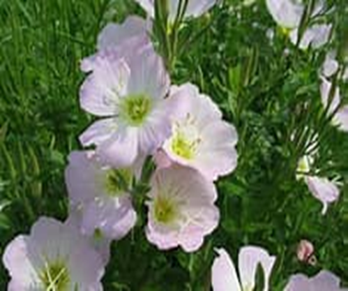 f:id:pepemac:20220415195054p:plain