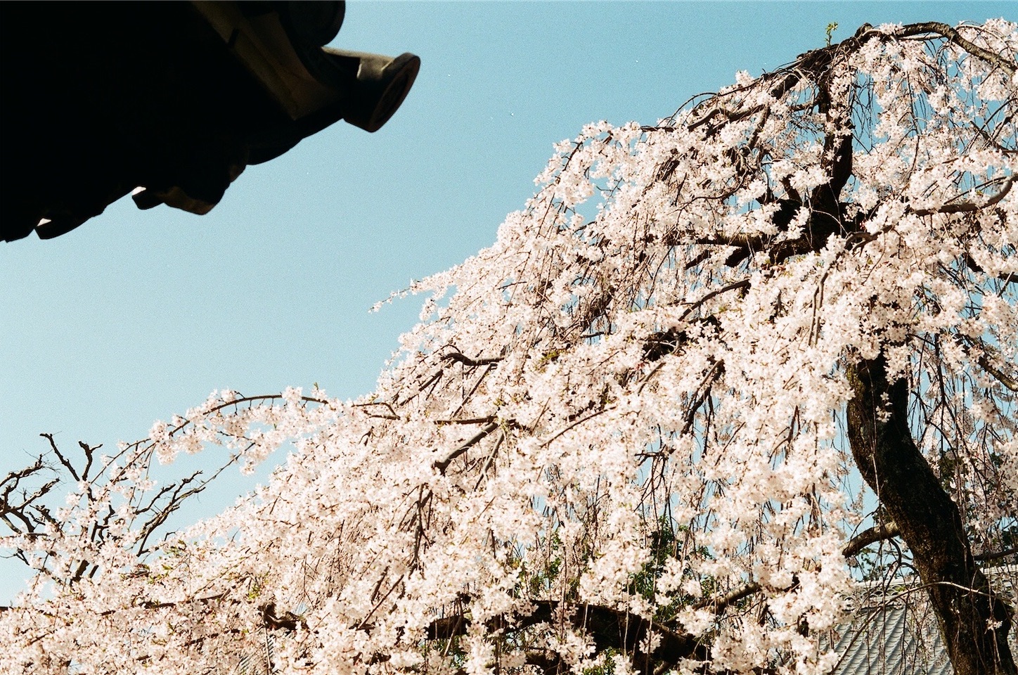 f:id:pepepetoki:20200514175505j:image