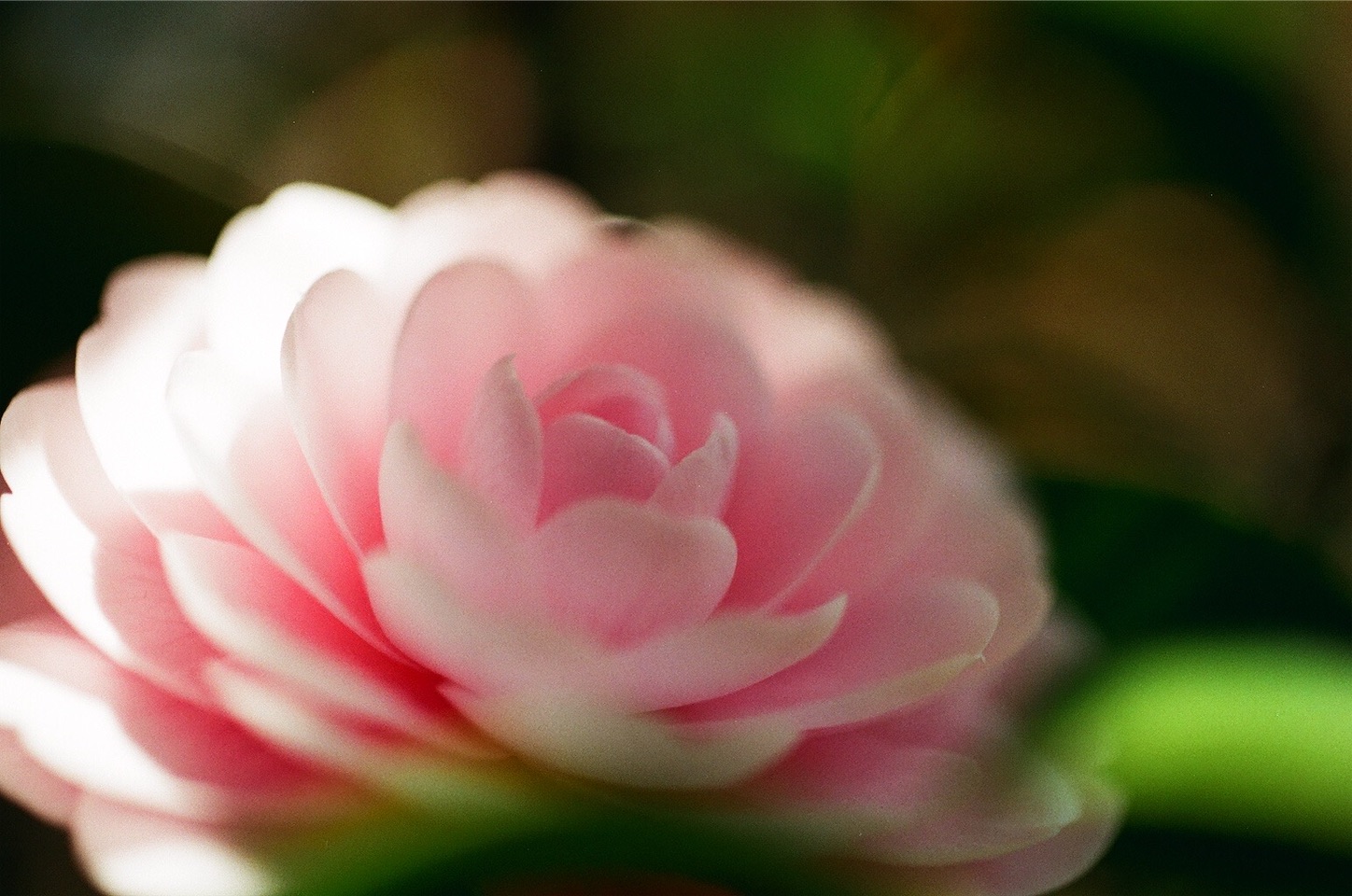 f:id:pepepetoki:20200514175559j:image