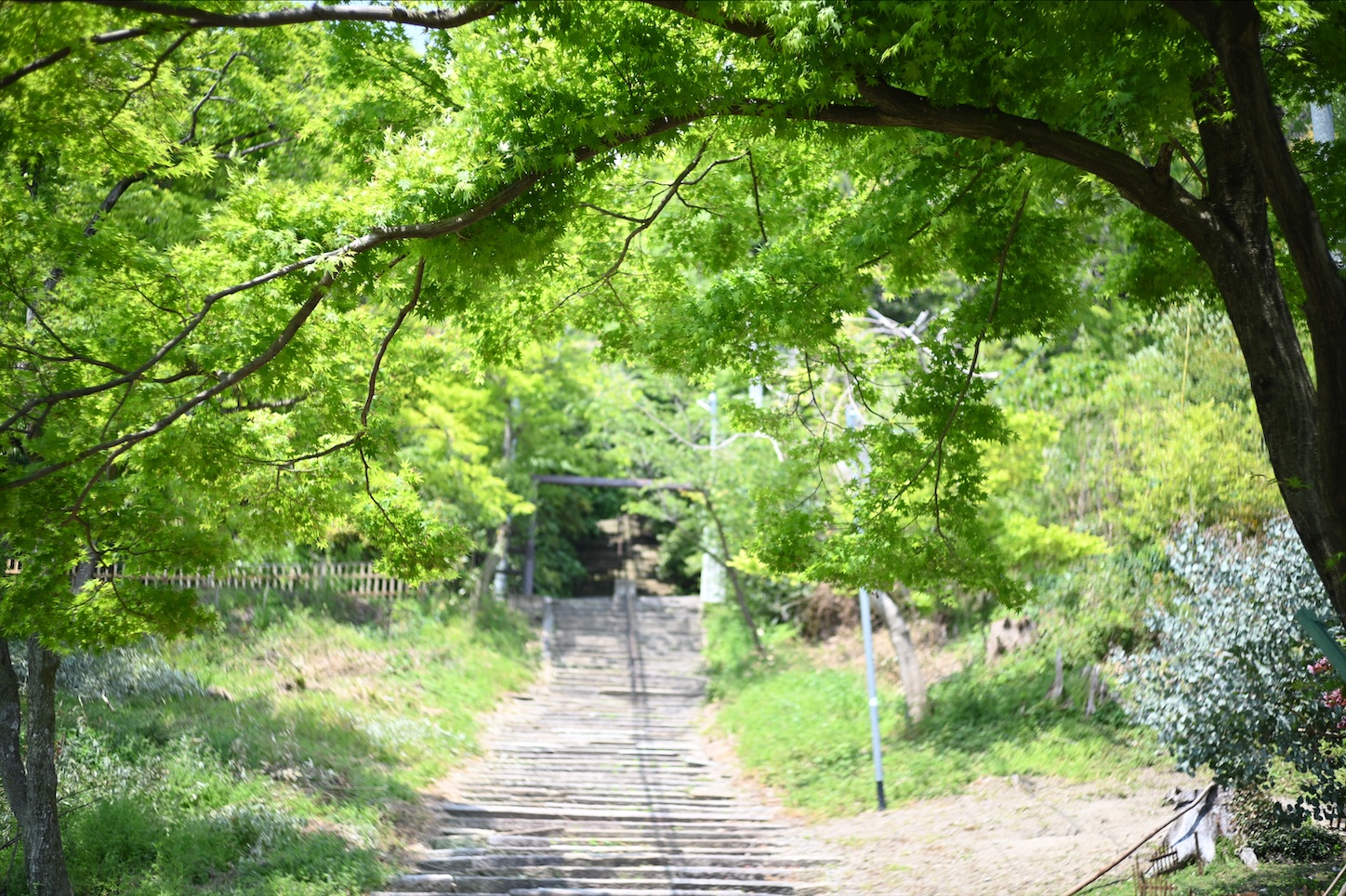 f:id:pepepetoki:20200524112101j:image