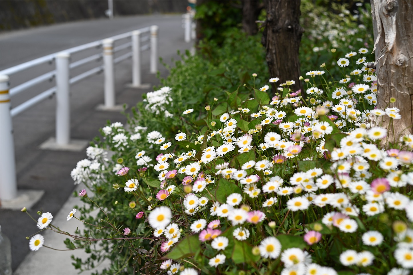 f:id:pepepetoki:20200524112125j:image