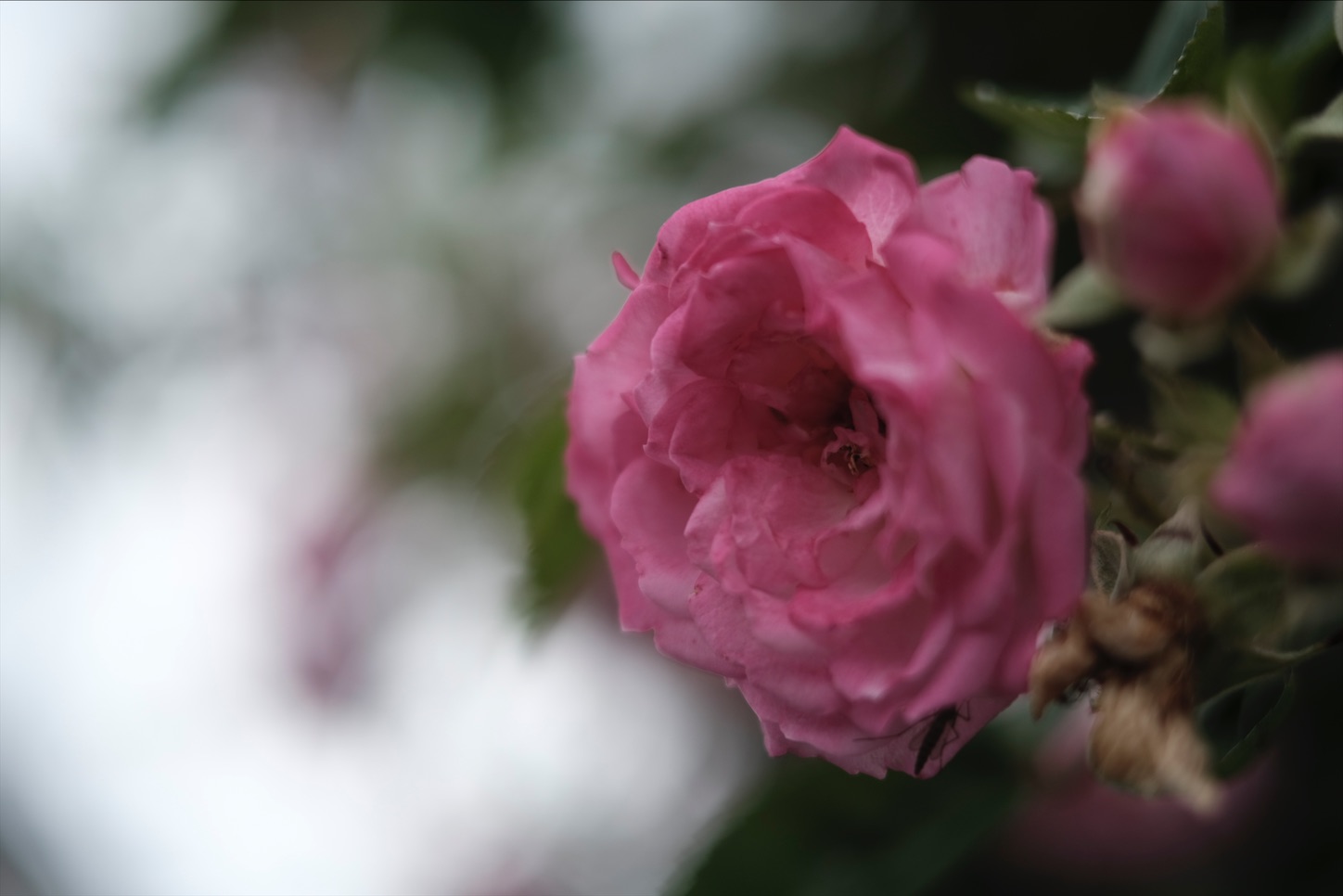 f:id:pepepetoki:20200531220022j:image f:id:pepepetoki:20200531220022j:image