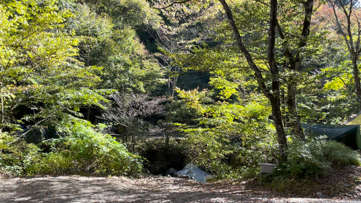 朝