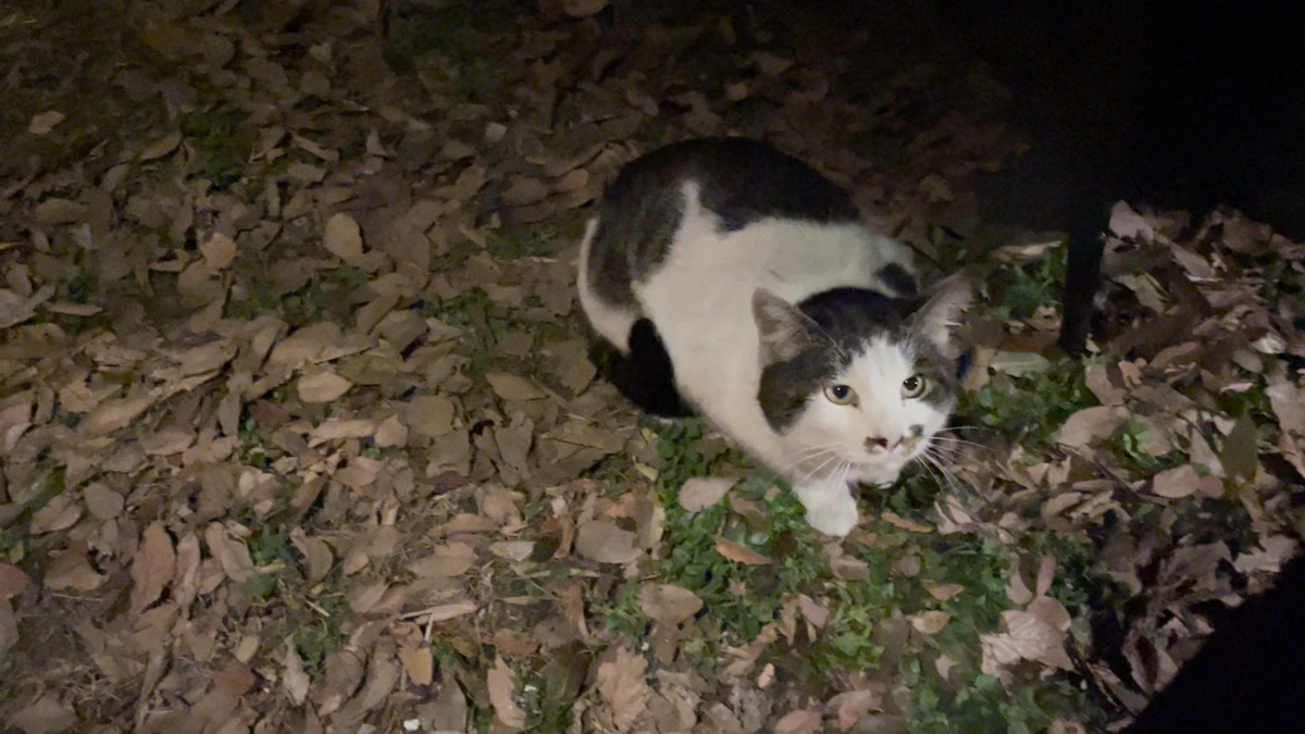 焚き火のそばでくつろぐ猫