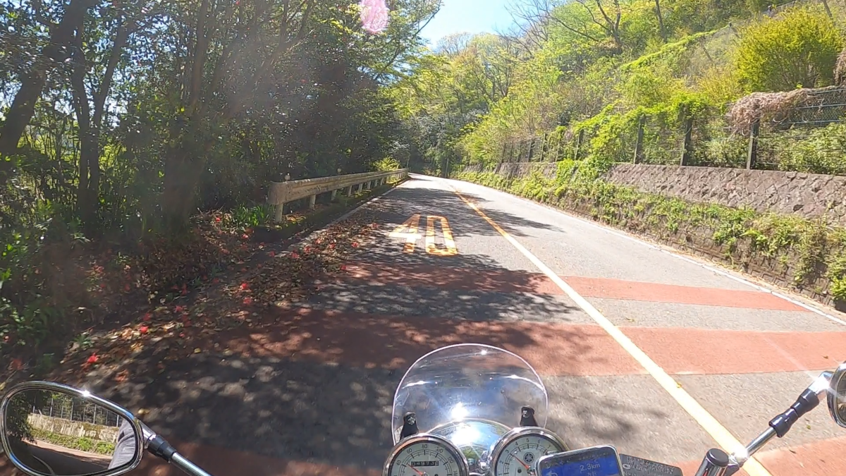 路面に落ちた椿の花