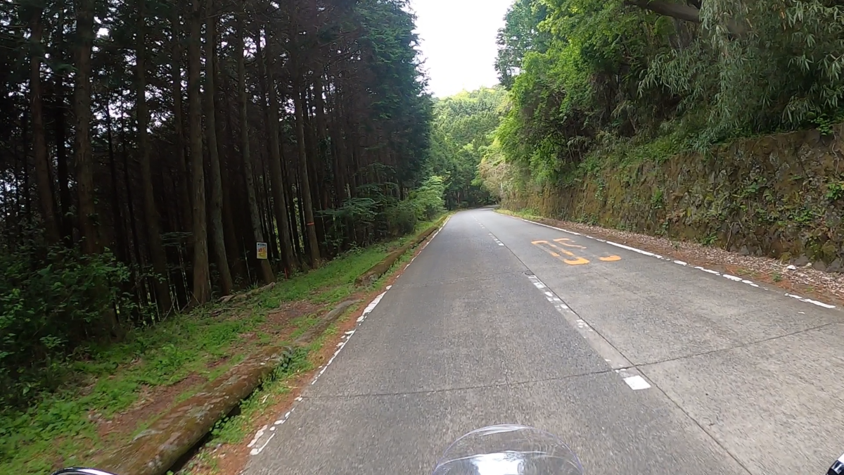 針葉樹林に囲まれた道