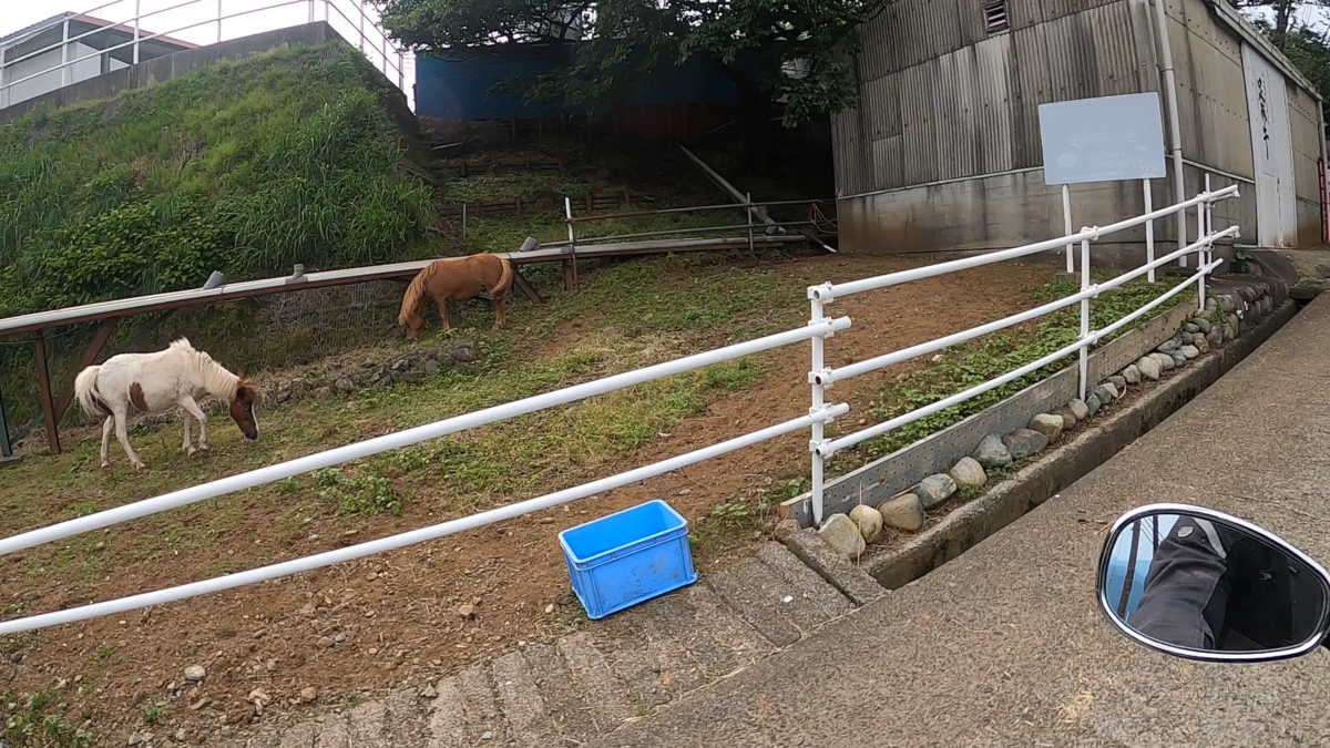 牧草地で草を食べるポニーの写真