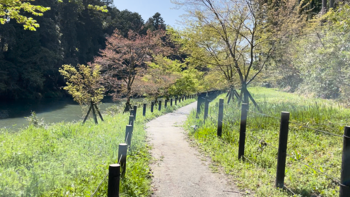 展望台へ続く緑豊かな遊歩道