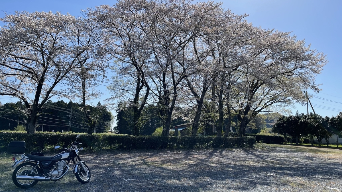 桜とSR400