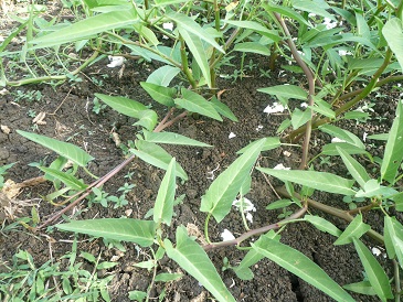 f:id:pepie17:20120723180435j:image