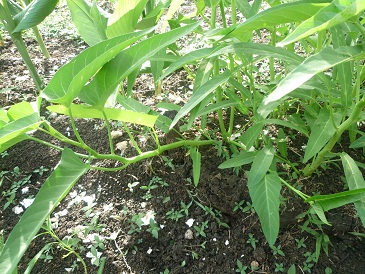 f:id:pepie17:20120723180508j:image