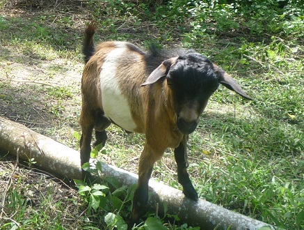 f:id:pepie17:20121128135144j:image