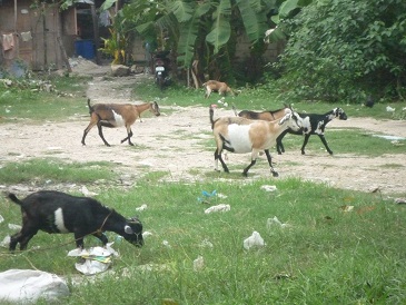 f:id:pepie17:20130704184750j:image