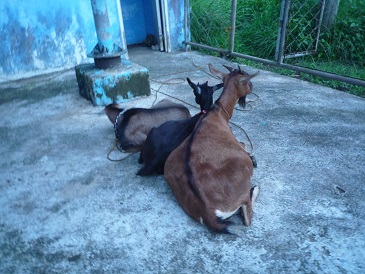 f:id:pepie17:20130724201809j:image