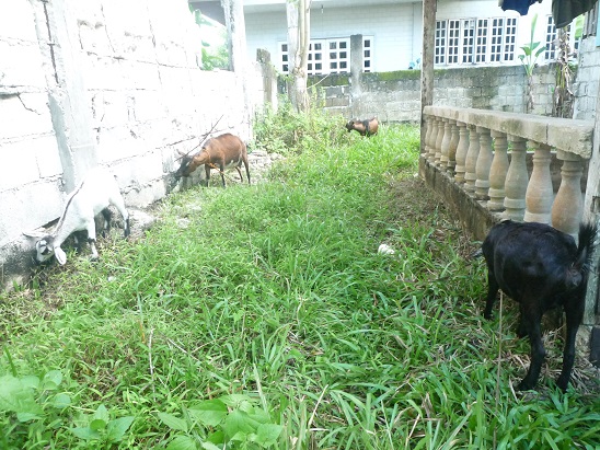 f:id:pepie17:20140106190234j:image